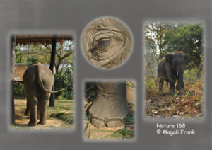 168_magali_frank_fleurange_nature