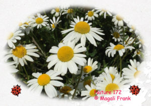 172_magali_frank_fleurange_nature