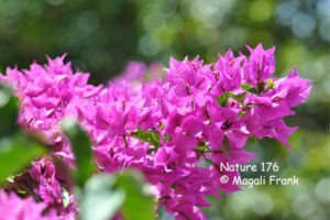 176_magali_frank_fleurange_nature