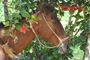 177_magali_frank_fleurange_nature