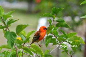 178_magali_frank_fleurange_nature