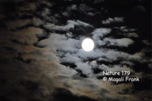 179_magali_frank_fleurange_nature