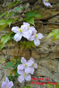 181_magali_frank_fleurange_nature