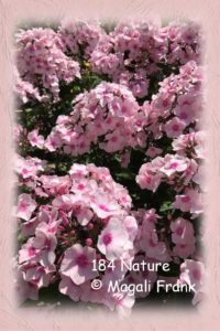 184_Nature_Magali_Frank_Fleur