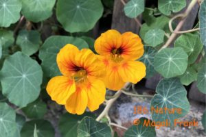 186_NatureFleurs Morat