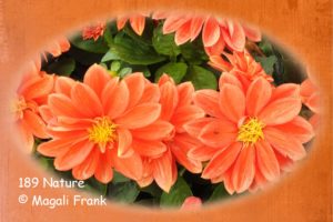 189-Nature-Dahlia-avec-cadre-orange-1