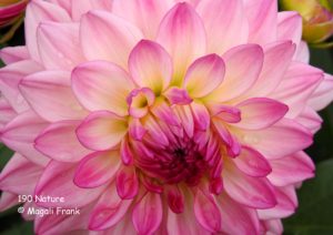 190-Nature-Dahlia-rose