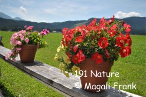 191_Nature_Petunia-de-Leutasch_Magali-Frank_Fleurange