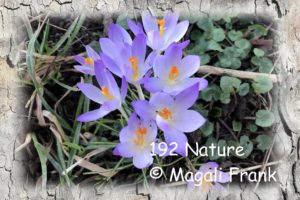 192_Nature_Crocus-mauve-2020_Magali-Frank_-Fleurange