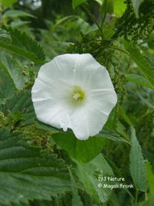 193_Magali-Frank_Fleurange_Liseron_Nature