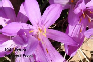 194_Magali_Frank_Fleurange_Bulbocode de Fully