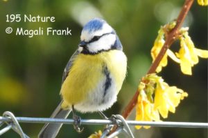 195_Magali_Frank_Nature_Fleurange_mésange bleu