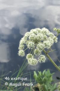 magali_frank_fleurange_etang de Gruère_exotique