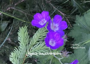 135_magali_Frank_fleurange_fete-anniversaire_Geranium