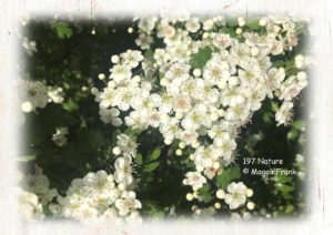 197_-Magali_-Frank_fleurange_-natue_Aubepine