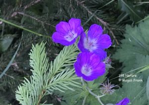 98_Magali_Frank_fleurange_nature_Geranium