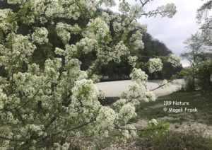 199_Magali-_Frank_fleurange__natureSarine-Laupen_Sarine-Laupen