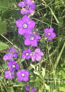 202-magali_frank-fleurange-nature-Legousia speculum