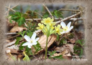 203_magali_frank_fleurange_nature_Primevère et anémones