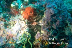 204 Magali Frank Fleurange poisson Lion