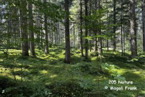 205 Magali Frank Fleurange nature Le sous bois